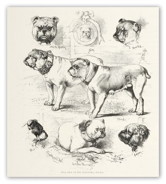 Bull Dogs at the Alexandra Palace. Dogs