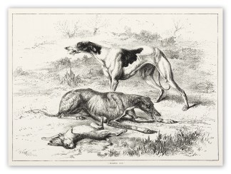 “Pumped Out.” Dogs