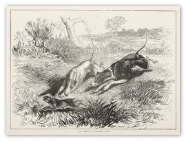 “The Wrench”- A Coursing Study. Dogs