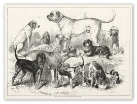 Winners at the Birmingham Dog Show. Dogs