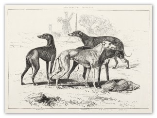 “Waterloo” Winners. Dogs