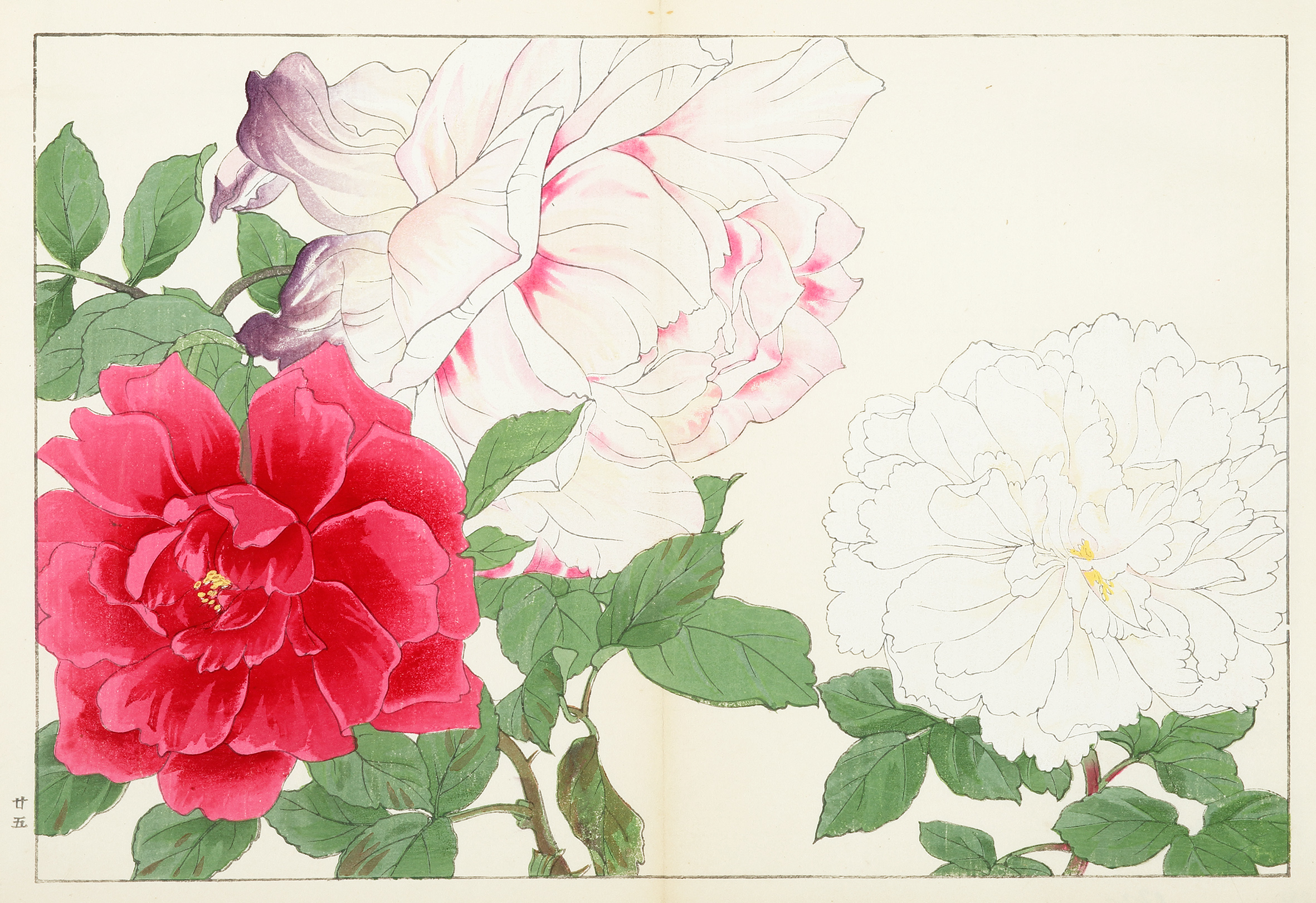 Roses - Antique Print from 1918