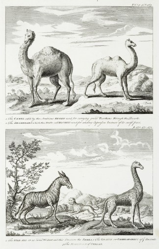 1. The Camel call’d by the Arabian… General / Global