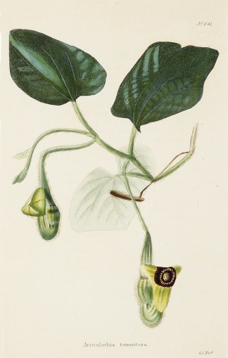Aristolochia tomentosa [Dutchman’s… General / Global