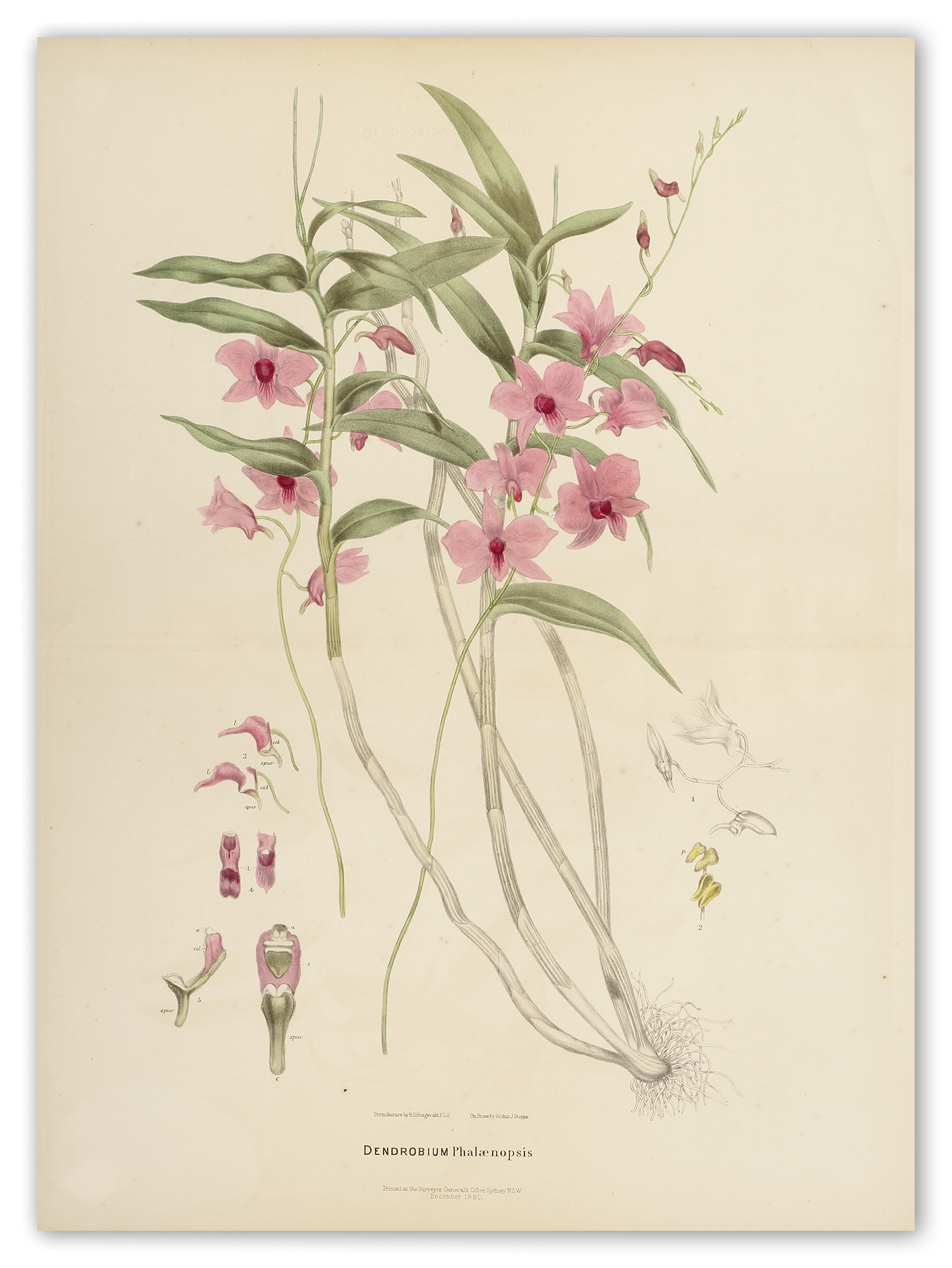 [DOUBLE SIZE] Dendrobium Phalaenopsis  [Cooktown Orchid] - Antique Print from 1882