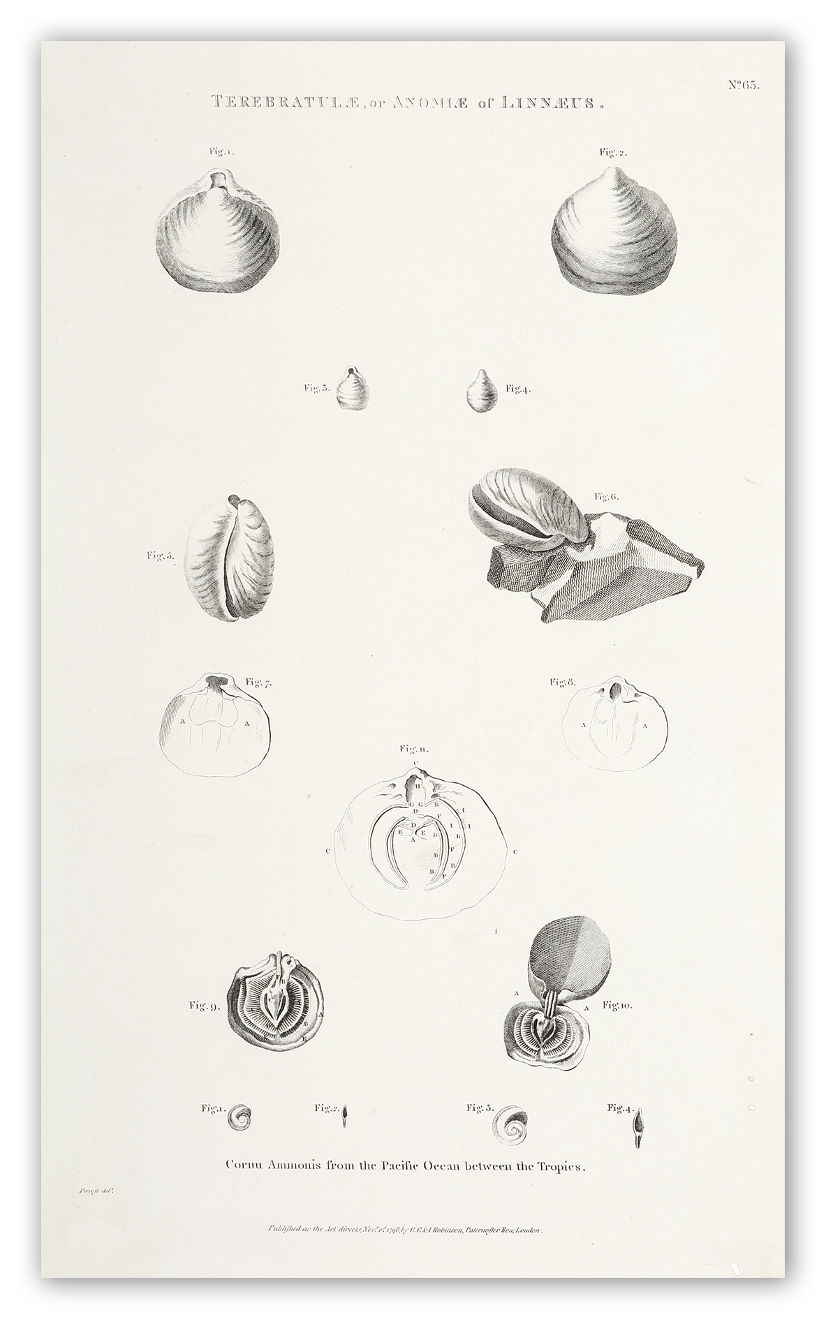 Terebratule, or Anomlae or Linnaeus. Cornu Ammonis from the Pacific Ocean between the Tropics. - Antique Print from 1798