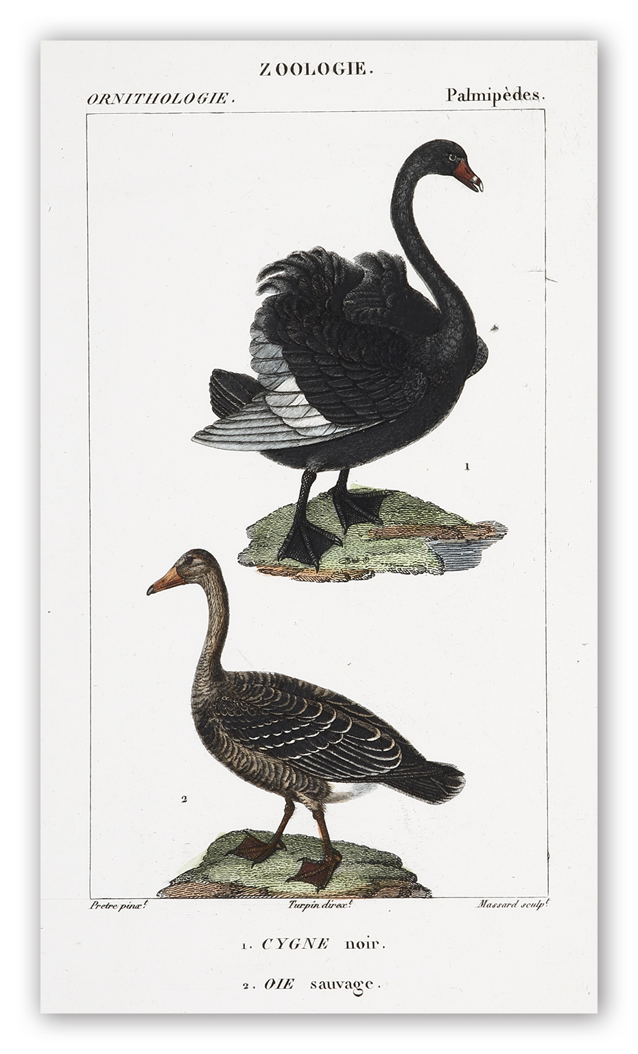 1. Cygne noir. 2. Oie Sauvage [Black Swan] - Antique Print from 1816