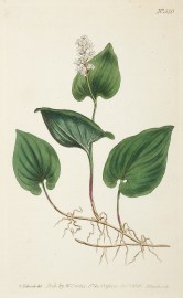 Convallaria Bifolia. Least Solomon's Seal.