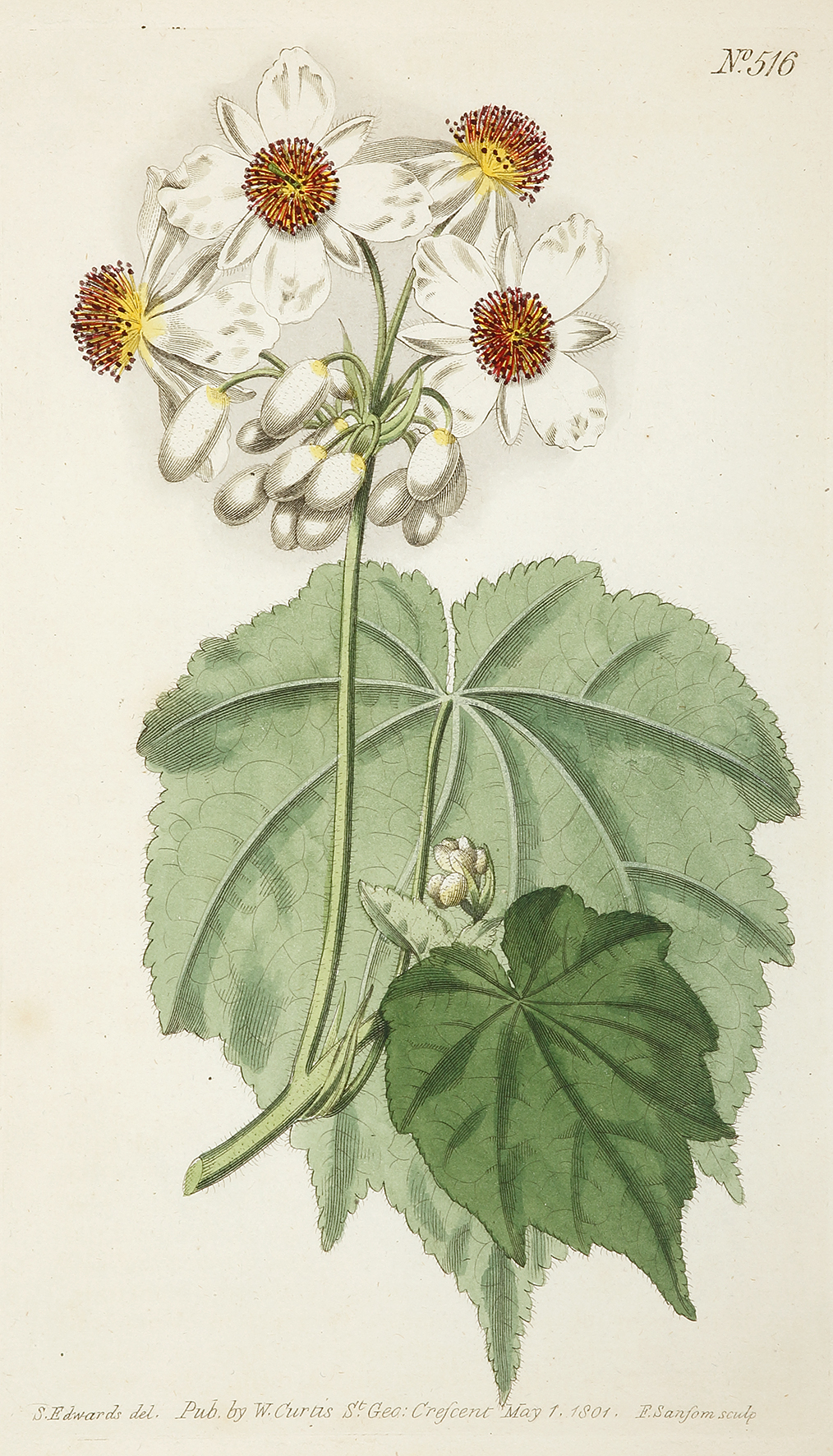Sparmannia Africana. African Sparmannia.[African Hemp] - Antique Print from 1801