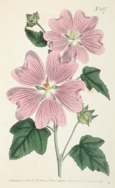 Lavatera Thuringiaca. Great-Flowered Lavatera.