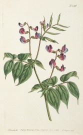 Orbus Vernus. Ealy-Flowering Orobus or Bitter-Vetch.[Spring vetchling]