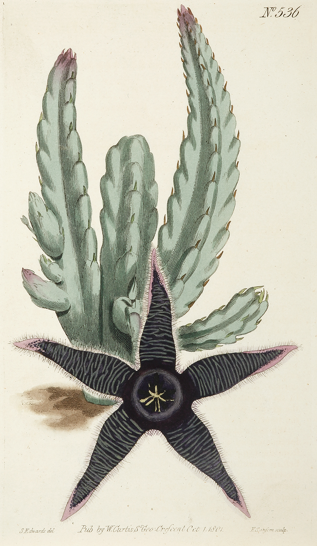 Stapelia Asterias. Star-Fish Stapelia. [Carrion Flower] - Antique Print from 1801