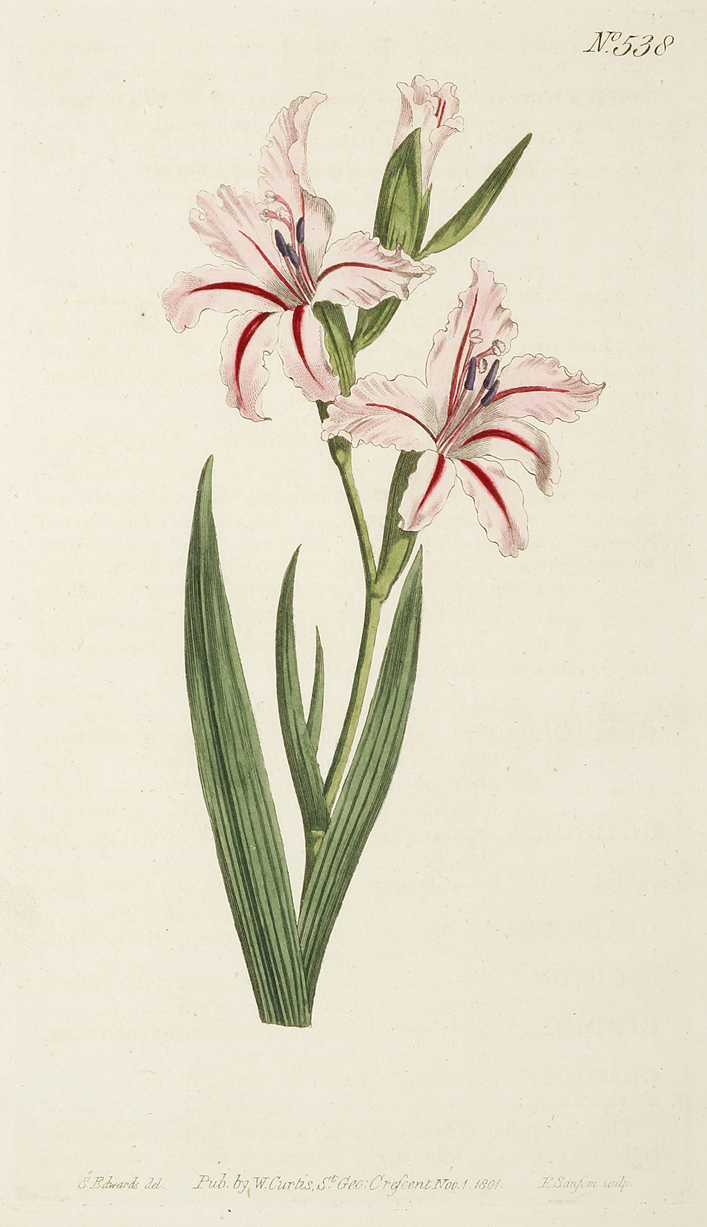 Gladiolus undulatus, var.B. Waved-Flowered Gladiolus, or Corn-Flag.[ Gladiolus] - Antique Print from 1801