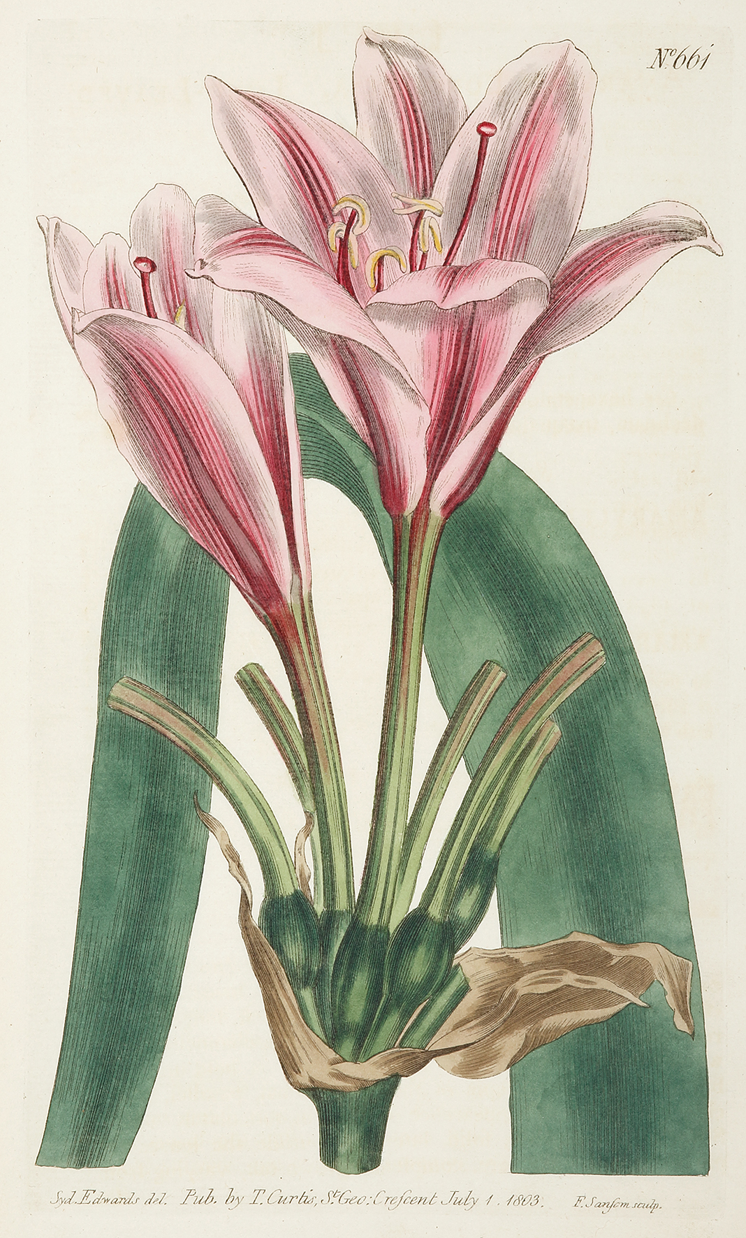 Amaryllis Longifolia. Long-leaved Amaryllis.[Amaryllis Lily] - Antique Print from 1801