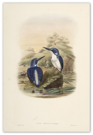 Ceyx gentiana, Tristam. [Gentian Kingfis… The Birds of New Guinea