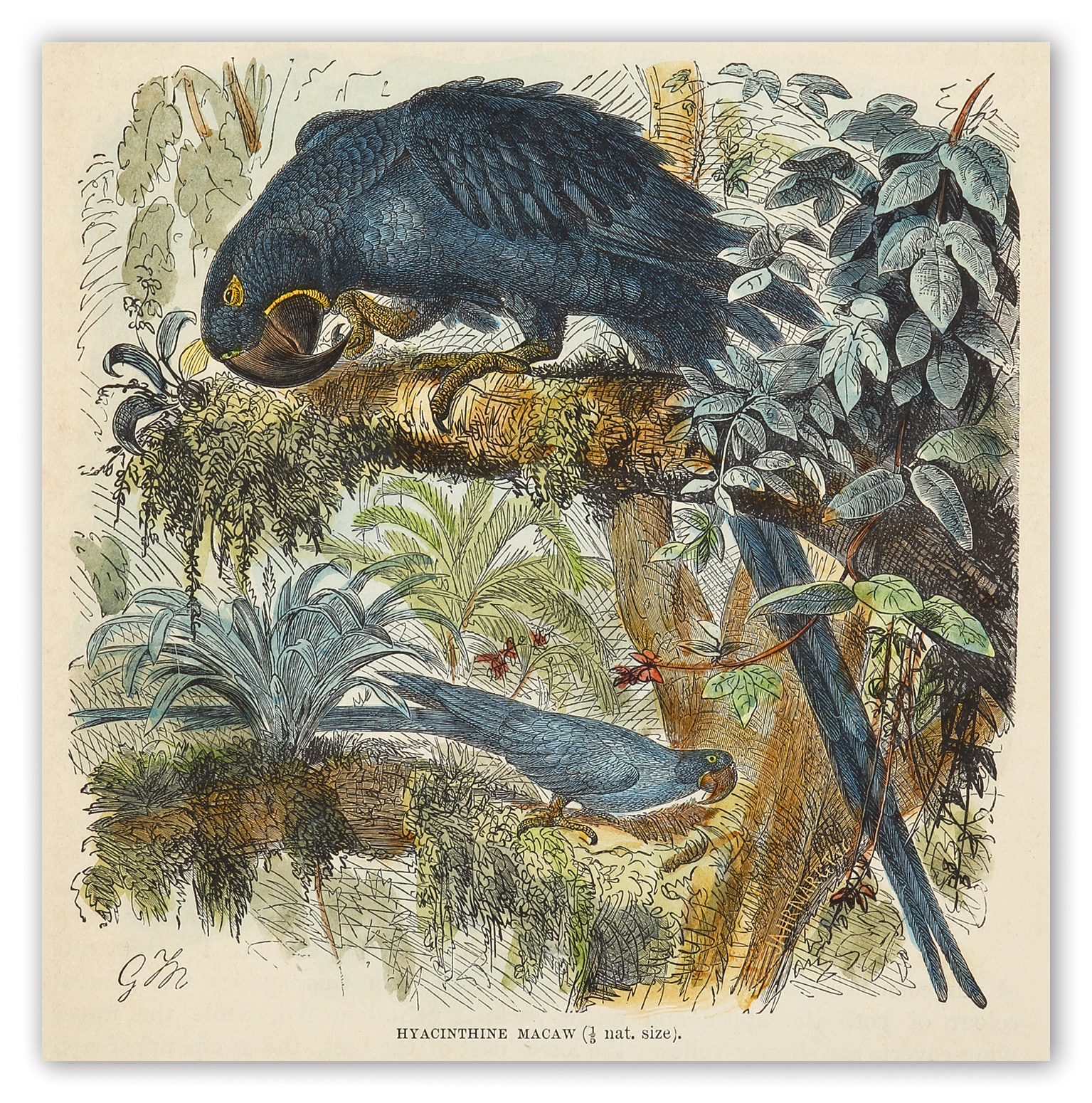 Hyacinthine Macaw. - Antique Print from 1893