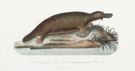 Ornithorhynque Paradoxal, Ornithorhynchus Paradux,… Acquisitions Maps & Prints