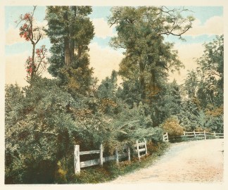 Flame Tree, Bulli Pass. N.S.Wales - Antique View from 1890