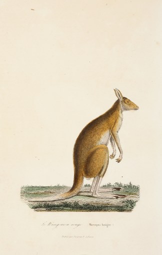 le-kangourou-rouge-macropus-laniger Australian - General le-kangourou-rouge-macropus-laniger Australian - General
