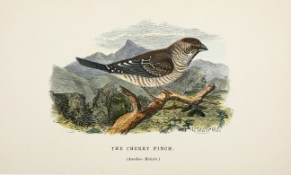 The Cherry Finch. (Amadena Modesta.) [pl… Australian