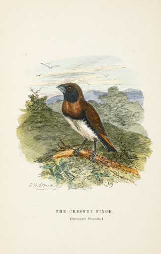 The Chesnut Finch. (Spermestes Personata… Australian