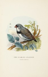 The Diamond Sparrow. (Amadina Lathami.) [Diamond Fire-tail Finch]