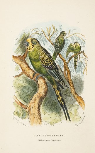 The Budgerigar. (Melopsittacus Undulatus… Australian