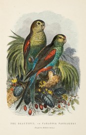 The Beautiful, or Paradisa Parrakeet. (Psephotus Pulcherrimus.) Australian - Various artists The Beautiful, or Paradisa Parrakeet. (Psephotus Pulcherrimus.)