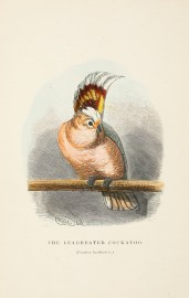 The Leadbeater Cockatoo. (Cacatua Leadbeateri.) Australian - Various artists