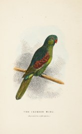 The Crimson Wing. (Aprosmictus erythropterus.) Australian - Various artists
