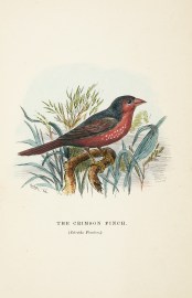 The Crimson Finch. (Estrelda Pheaton.) [Crimson fi… Australian - Various artists