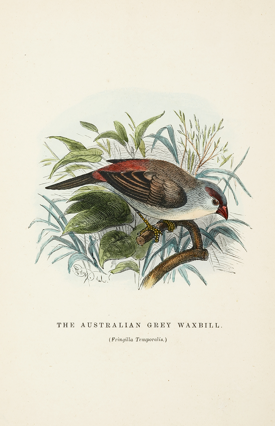 The Australian Grey Waxbill. (Fringilla Temporalis.) [Red-browed finch] - Antique Print from 1884