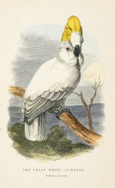 The Great White Cockatoo. (Psittacus galeritus) Australian