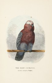 The Rosy Cockatoo. (Cacatua roseicapilla, Wagler.) Australian - Various artists