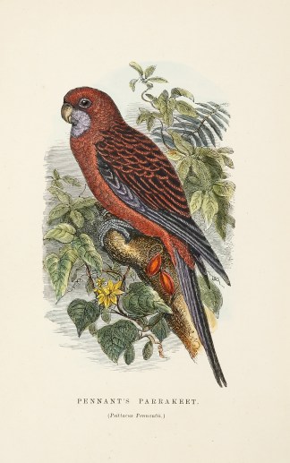 Pennant’s Parrakeet. (Psittacus Pe… Australian