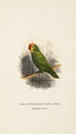 The Abyssinian Love Bird. (Psittacula taranta.)