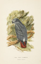 The Grey Parrot. (Psittacus erithacus.)
