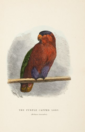 The Purple Capped Lory (Psittacus domice… General / Global
