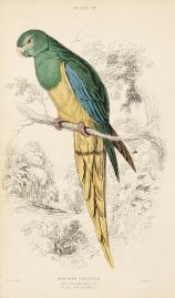 Nanodes Venustus. Blue-Banded Nanodes. Native of New Holland.