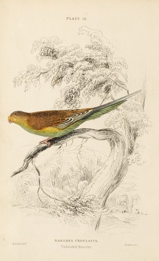 Nanodes Undulatus. Undulated Nanodes. Australian