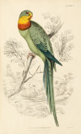 Palaeornis Barrabandi. Barraband Ring Parrakeet. Native of N. Holland.