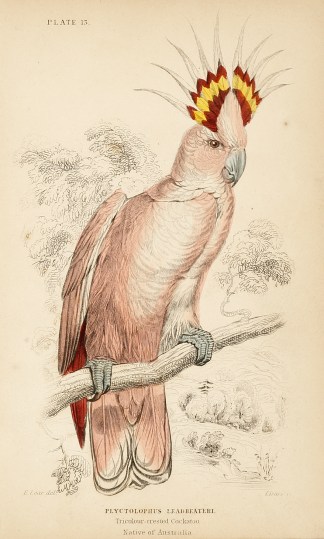 Plyctolophus Leadbeateri. Tricolour-cres… Australian