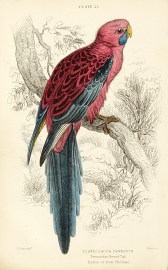 Platycercus Pennantii. Pennantian Broad-Tail. Native of New Holland.