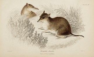 Perameles obesula. Native of New South W… Australian - General