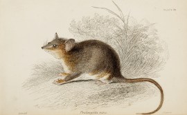 Phalangista nana. [Possum] Australian - General