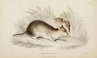 Perameles nasuta. Native of New South Wa… Australian - General