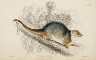 Phalangista CookiI. Native of New South … Australian - General