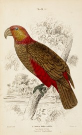 Nestor Hypopolius. Southern Nestor. Native of New Zealand. General Nestor Hypopolius. Southern Nestor. Native of New Zealand.