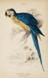 Macrocercus Ararauna. Blue and Yellow Maccaw. General Macrocercus Ararauna. Blue and Yellow Maccaw.