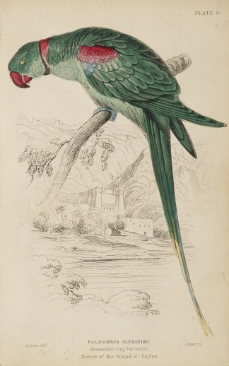 Palaeornis Alexandri. Alexandrine ring P… General / Global